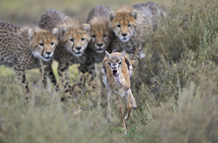 Europäischer Naturfotograf