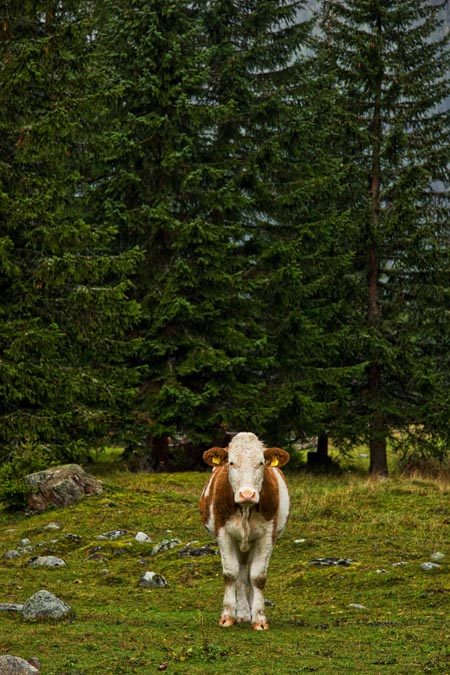 Bildfüllend die Kuh auf dem Titel um Platz für 3 weitere Fotos zu bekommen. In Wirklichkeit stand sie -eher einsam wirkend - an einem Waldrand und schaute mich gespannt an. Aufgenommen bei einem Herbstworkshop in der Steiermark.