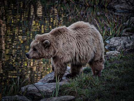 Langsam und bedächtig trottelten die vier Bären aus dem Gebüsch, während sich die meisten Besucher zum Ausgang begangen. 